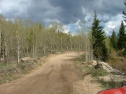 aspen_trees