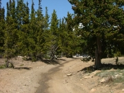 through_trees