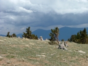 windblown_trees