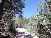 between_trees