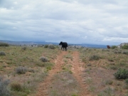cow_on_the_trail