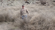 roger_in_tumbleweeds