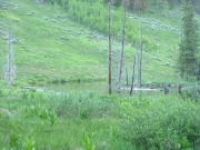marshy