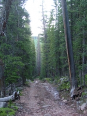 tall_trees