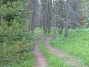 weaving_through_trees